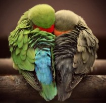 Deux oiseaux en coeur