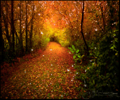 La forêt enchantée_Discurrere