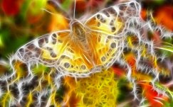 Transformation du papillon